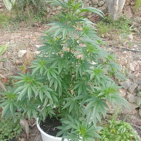 White Widow growlog timeline photo