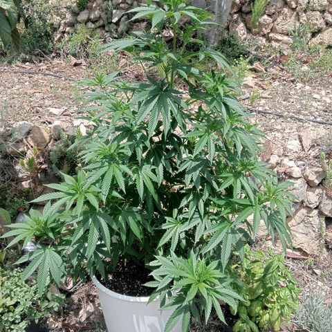 White Widow growlog timeline photo