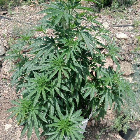 Kritikal Bilbo growlog timeline photo