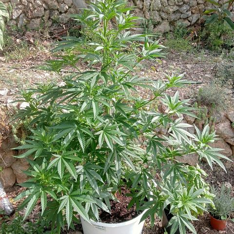 White Widow growlog timeline photo