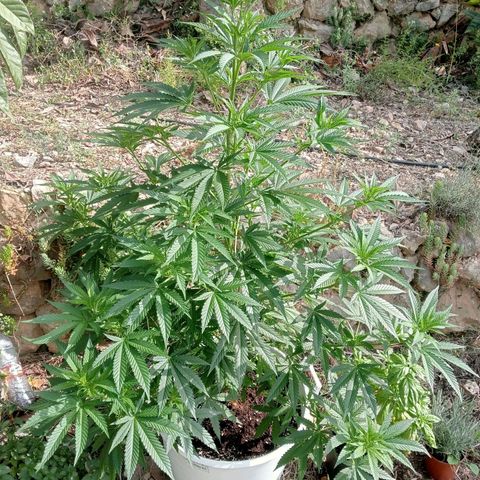 White Widow growlog timeline photo