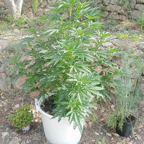 Kritikal Bilbo growlog timeline photo
