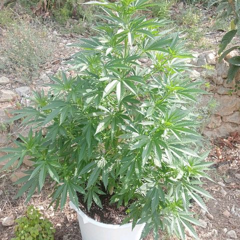 Kritikal Bilbo growlog timeline photo