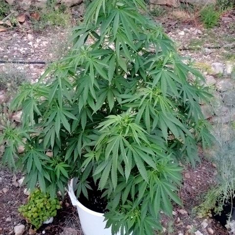 Kritikal Bilbo growlog timeline photo