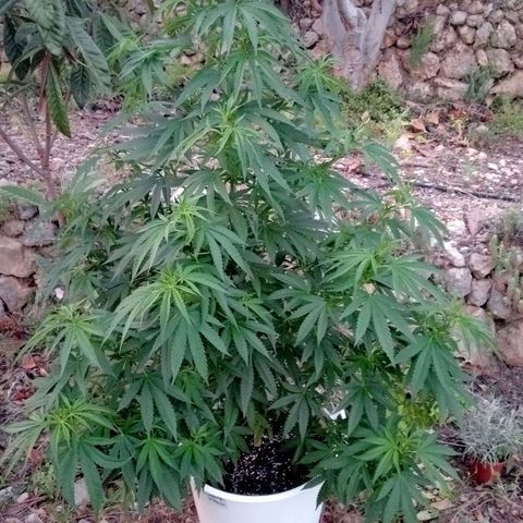 White Widow growlog timeline photo