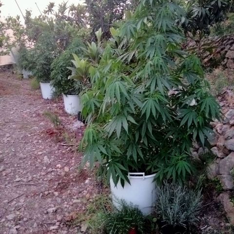 White Widow growlog photo: Hora de dormir 💤💤