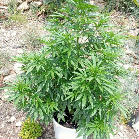 Kritikal Bilbo growlog timeline photo