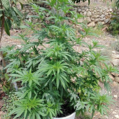 White Widow growlog timeline photo