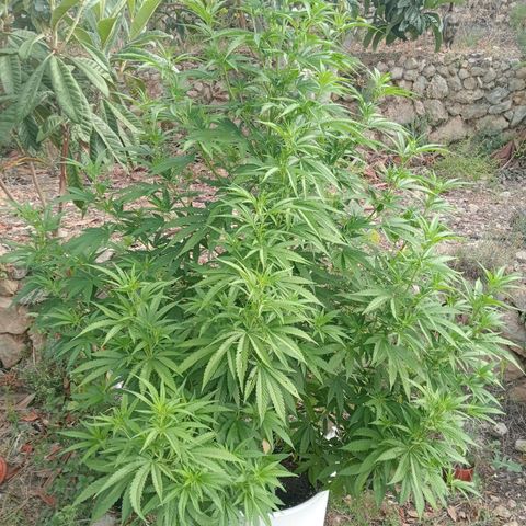 White Widow growlog timeline photo