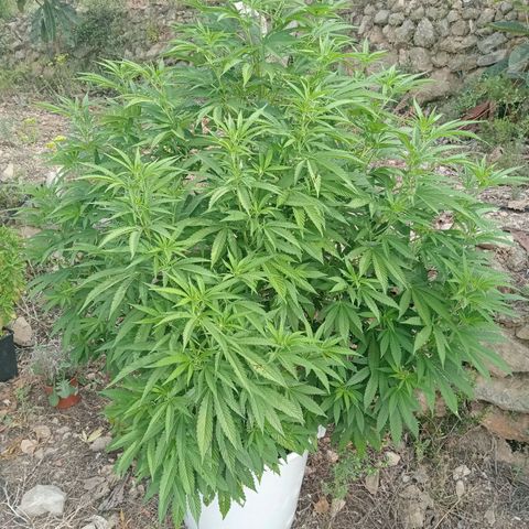 Kritikal Bilbo growlog timeline photo