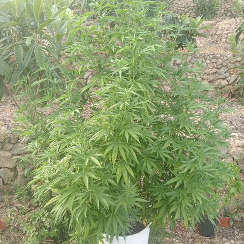White Widow growlog timeline photo
