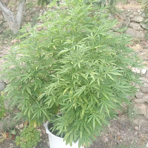 Kritikal Bilbo growlog timeline photo