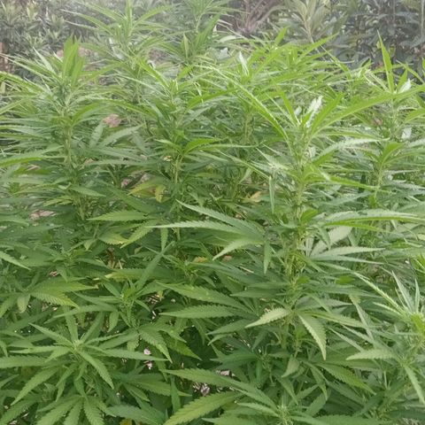 Kritikal Bilbo growlog timeline photo