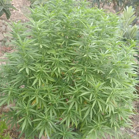 Kritikal Bilbo growlog timeline photo
