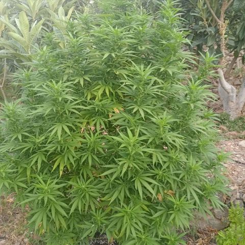 White Widow growlog timeline photo