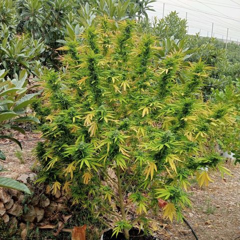 White Widow growlog timeline photo