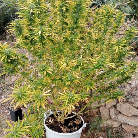 Kritikal Bilbo growlog timeline photo