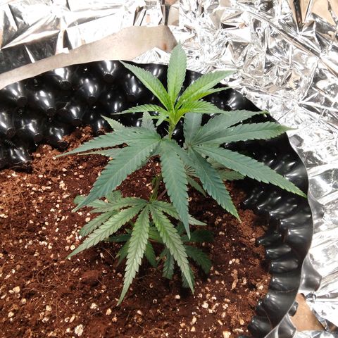 Candy Store RBX -:-:-: Lemon Berry Candy OG - Ethos growlog photo: ต้นเพิ่งย้ายลงกระถาง 7 แกลลอน ได้ 2 วัน
