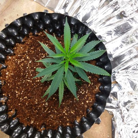 Candy Store RBX -:-:-: Lemon Berry Candy OG - Ethos growlog photo: ต้นเพิ่งย้ายลงกระถาง 7 แกลลอน ได้ 2 วัน
