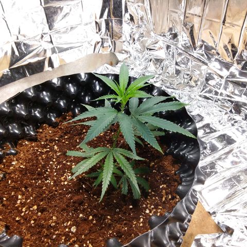 Candy Store RBX -:-:-: Lemon Berry Candy OG - Ethos growlog timeline photo