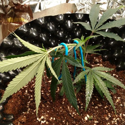 Candy Store RBX -:-:-: Lemon Berry Candy OG - Ethos growlog timeline photo