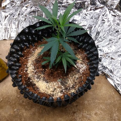 Candy Store RBX -:-:-: Lemon Berry Candy OG - Ethos growlog timeline photo