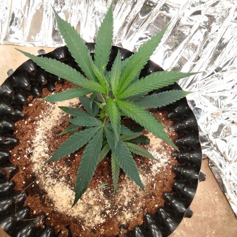 Candy Store RBX -:-:-: Lemon Berry Candy OG - Ethos growlog timeline photo