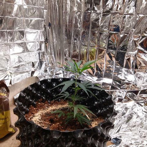 Candy Store RBX -:-:-: Lemon Berry Candy OG - Ethos growlog timeline photo