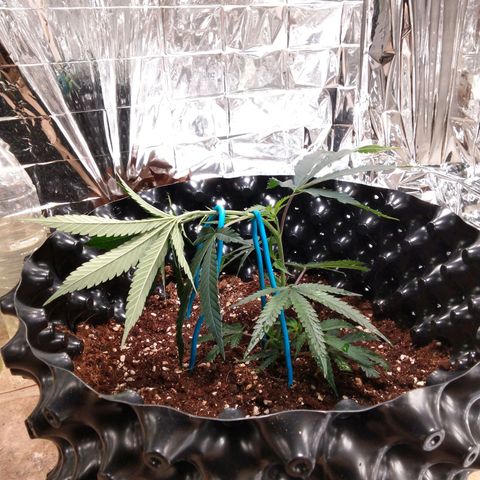 Candy Store RBX -:-:-: Lemon Berry Candy OG - Ethos growlog timeline photo