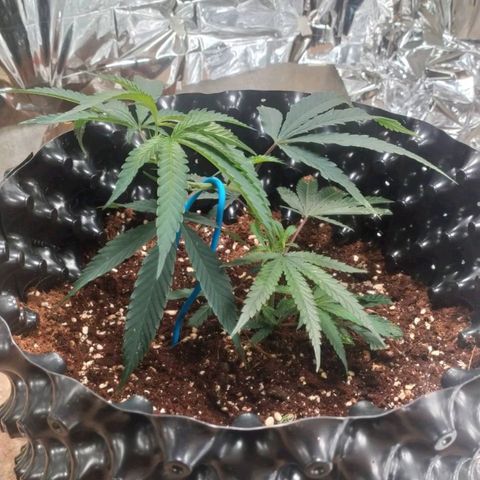 Candy Store RBX -:-:-: Lemon Berry Candy OG - Ethos growlog timeline photo