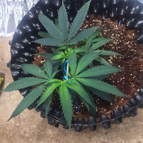 Candy Store RBX -:-:-: Lemon Berry Candy OG - Ethos growlog timeline photo