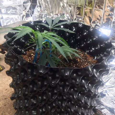 Candy Store RBX -:-:-: Lemon Berry Candy OG - Ethos growlog timeline photo