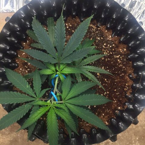Candy Store RBX -:-:-: Lemon Berry Candy OG - Ethos growlog timeline photo