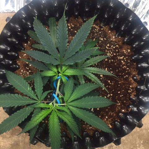 Candy Store RBX -:-:-: Lemon Berry Candy OG - Ethos growlog timeline photo