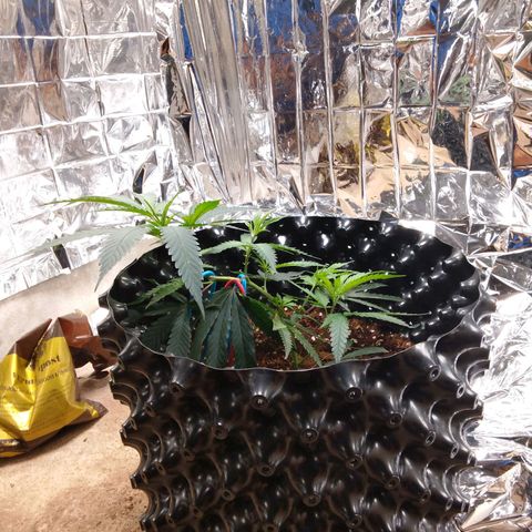 Candy Store RBX -:-:-: Lemon Berry Candy OG - Ethos growlog timeline photo