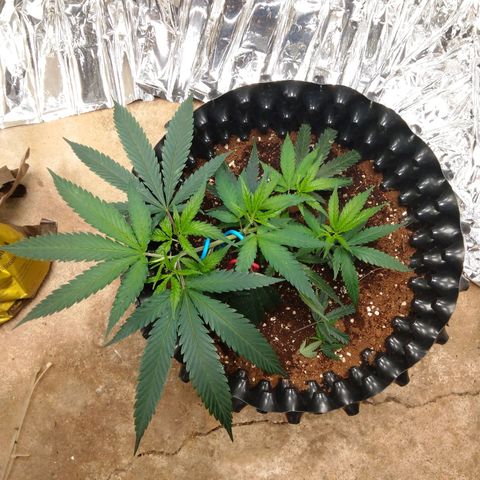 Candy Store RBX -:-:-: Lemon Berry Candy OG - Ethos growlog timeline photo