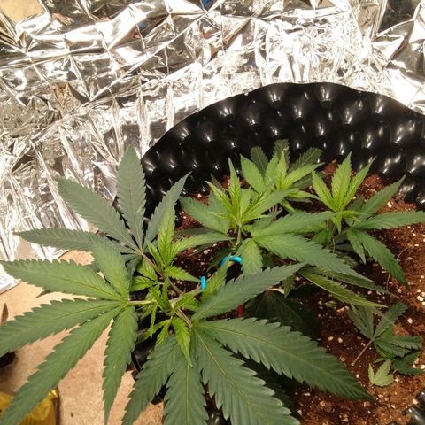 Candy Store RBX -:-:-: Lemon Berry Candy OG - Ethos growlog timeline photo