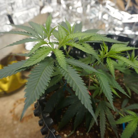 Candy Store RBX -:-:-: Lemon Berry Candy OG - Ethos growlog timeline photo