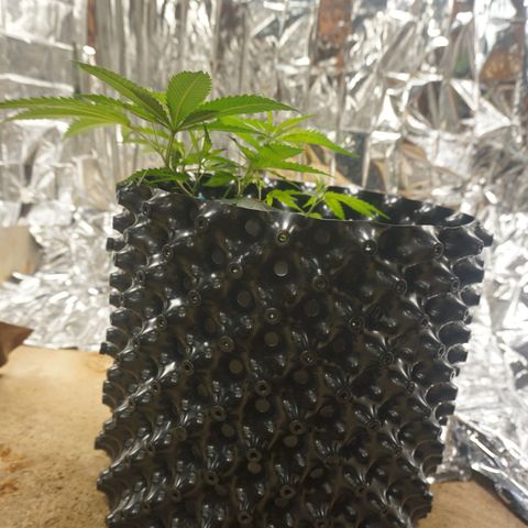 Candy Store RBX -:-:-: Lemon Berry Candy OG - Ethos growlog timeline photo
