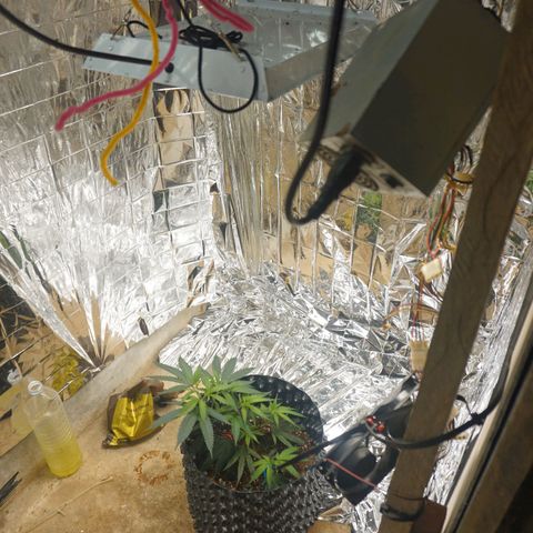 Candy Store RBX -:-:-: Lemon Berry Candy OG - Ethos growlog timeline photo