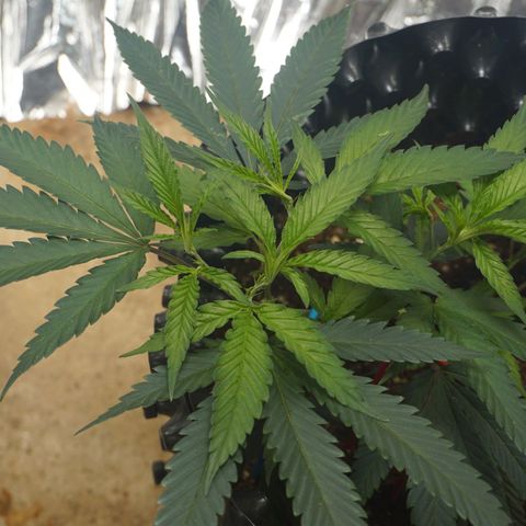 Candy Store RBX -:-:-: Lemon Berry Candy OG - Ethos growlog timeline photo