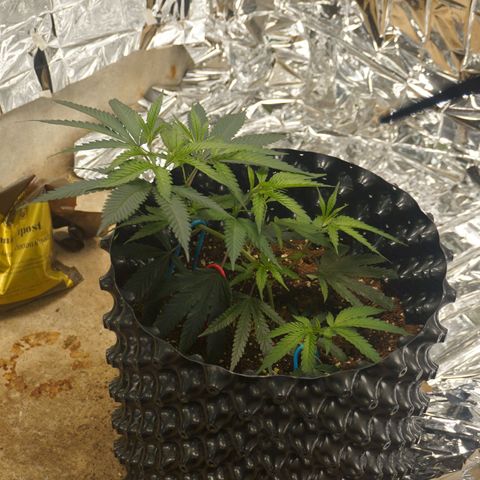 Candy Store RBX -:-:-: Lemon Berry Candy OG - Ethos growlog timeline photo