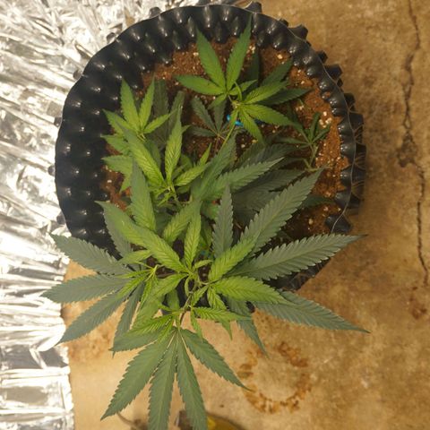 Candy Store RBX -:-:-: Lemon Berry Candy OG - Ethos growlog timeline photo