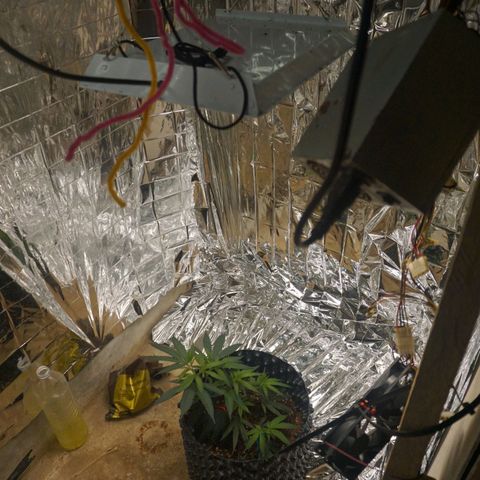 Candy Store RBX -:-:-: Lemon Berry Candy OG - Ethos growlog timeline photo