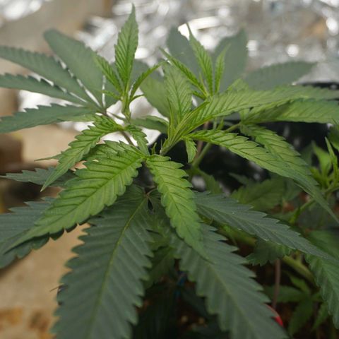 Candy Store RBX -:-:-: Lemon Berry Candy OG - Ethos growlog timeline photo