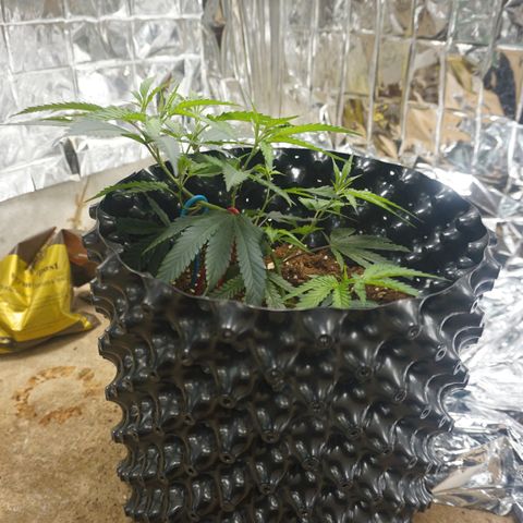 Candy Store RBX -:-:-: Lemon Berry Candy OG - Ethos growlog timeline photo
