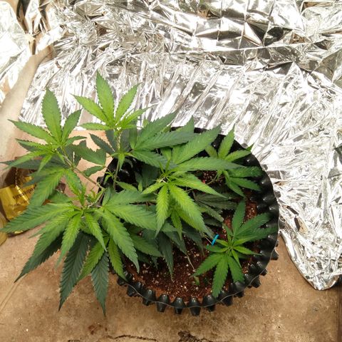 Candy Store RBX -:-:-: Lemon Berry Candy OG - Ethos growlog timeline photo