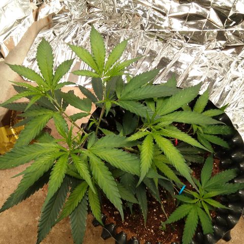 Candy Store RBX -:-:-: Lemon Berry Candy OG - Ethos growlog timeline photo
