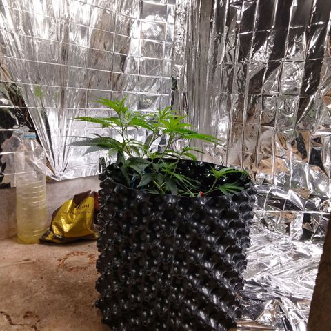 Candy Store RBX -:-:-: Lemon Berry Candy OG - Ethos growlog timeline photo