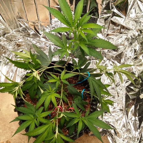 Candy Store RBX -:-:-: Lemon Berry Candy OG - Ethos growlog timeline photo